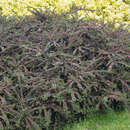 Cotoneaster horizontalis - Fächer-Zwergmispel