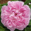 Rose 'Jacques Cartier' (damascena): Bild 5/5