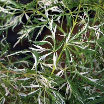 Acer palmatum 'Toyama-nishiki'