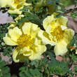 Rose 'Canary Bird'(xanthina spont.): Bild 3/4