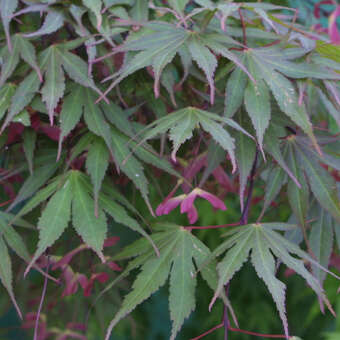 Acer palmatum 'Nicholsonii'