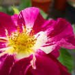Rose 'Purple Splash': Bild 6/7
