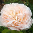 Rose 'The Lady Gardener': Bild 2/3
