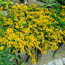 Cytisus decumbens - Kriechginster