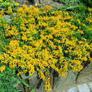 Cytisus decumbens - Kriechginster