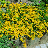 Cytisus decumbens - Kriechginster