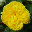 Rose 'Happy Child': Bild 3/4