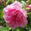 Rose 'Pink Grootendorst': Bild 2/7