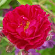 Rose 'Crimson Rambler': Bild 5/6