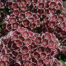 Kalmia latifolia 'Pinwheel' - Berglorbeer, Porzellanstrauch, Lorbeerrose