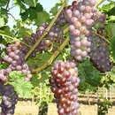 Weinrebe - Vitis vinifera 'Gutedel Rot'