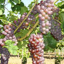 Vitis vinif. 'Gutedel Rot' - Weinrebe