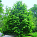 Parrotia persica - Eisenholzbaum