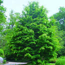 Parrotia persica - Eisenholzbaum