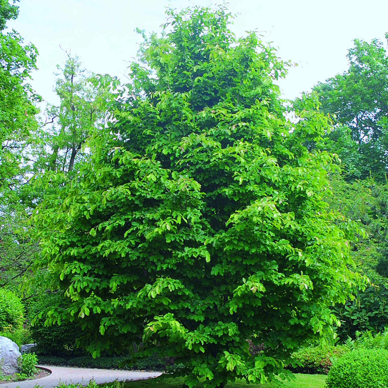 eisenholzbaum-parrotia-persica-rot