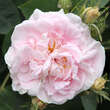 Rose 'Maiden's Blush' (alba): Bild 2/4