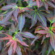 Acer palmatum 'Aratama': Bild 1/1