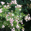 Rose 'Regierungsrat Rottenberger': Bild 7/7