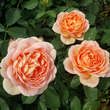 Rose 'Lady of Shalott': Bild 5/6