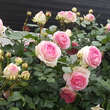 Rose 'Eden Rose': Bild 7/9