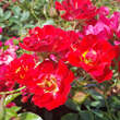 Rose 'Red Compact Meidiland': Bild 5/9