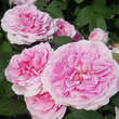 Rose 'Gertrude Jekyll': Bild 4/10