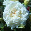 Rose 'Ilse Krohn Superior': Bild 2/3