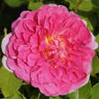 Rose 'Princess Anne': Bild 5/8