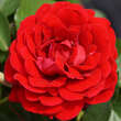 Rose 'That's Jazz': Bild 4/5