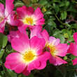 Rose 'Pink Compact Meidiland': Bild 5/8