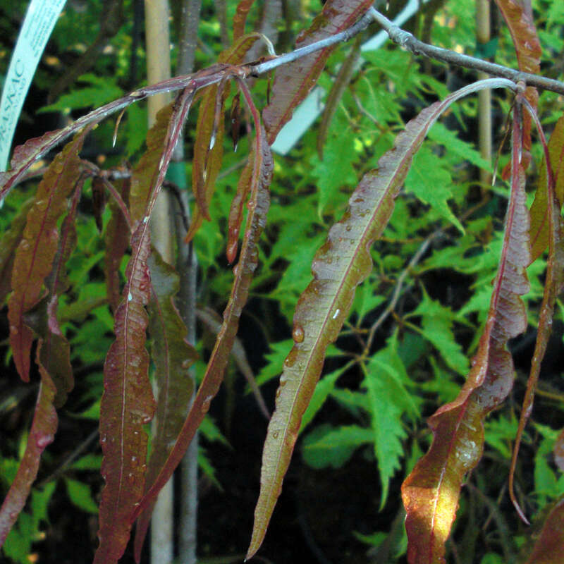 Geschlitztblttrige Blutbuche - Fagus sylvatica 'Ansorgei' - rot