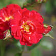 Rose 'Red Compact Meidiland': Bild 6/9