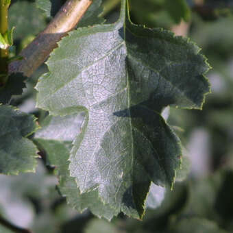 Crataegus macrocarpa