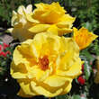 Rose 'Friesia': Bild 3/10