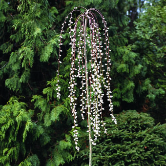 Salix caprea 'Pendula'(Kilmarnock)