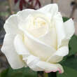 Rose 'White Perfumella': Bild 3/5