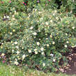 Rose 'Canary Bird'(xanthina spont.): Bild 4/4