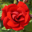 Rose 'Ulmer Münster': Bild 6/6