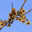 Chimonanthus praecox: Bild 1/4