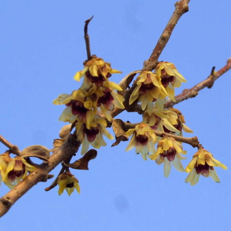 Winterblüte Chimonanthus praecox gelb