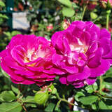 Rose 'Outta The Blue' - Moderne Strauchrose