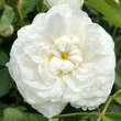 Rose 'Alba Maxima': Bild 2/7