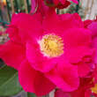Rose 'Rosenfest': Bild 2/3