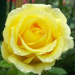 Rose 'Cyrano de Bergerac': Bild 3/4