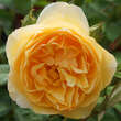 Rose 'Graham Thomas': Bild 2/9