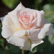 Rose 'Johann Strauß': Bild 4/5