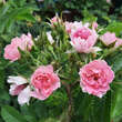 Rose 'Pink Grootendorst': Bild 6/7