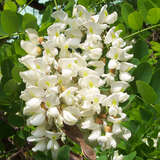 Robinia pseudoacacia 'Unifoliola' - Scheinakazie, Robinie