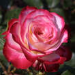 Rose 'Blumenstadt Tulln': Bild 8/16