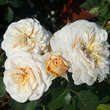 Rose 'English Garden': Bild 3/3